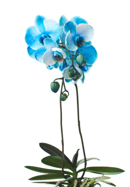 Orchids