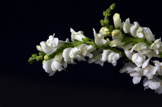 Snap Dragon